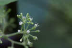 American spikenard